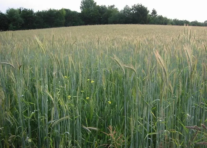 In Limburg With Outdoor Fireplace Holiday home